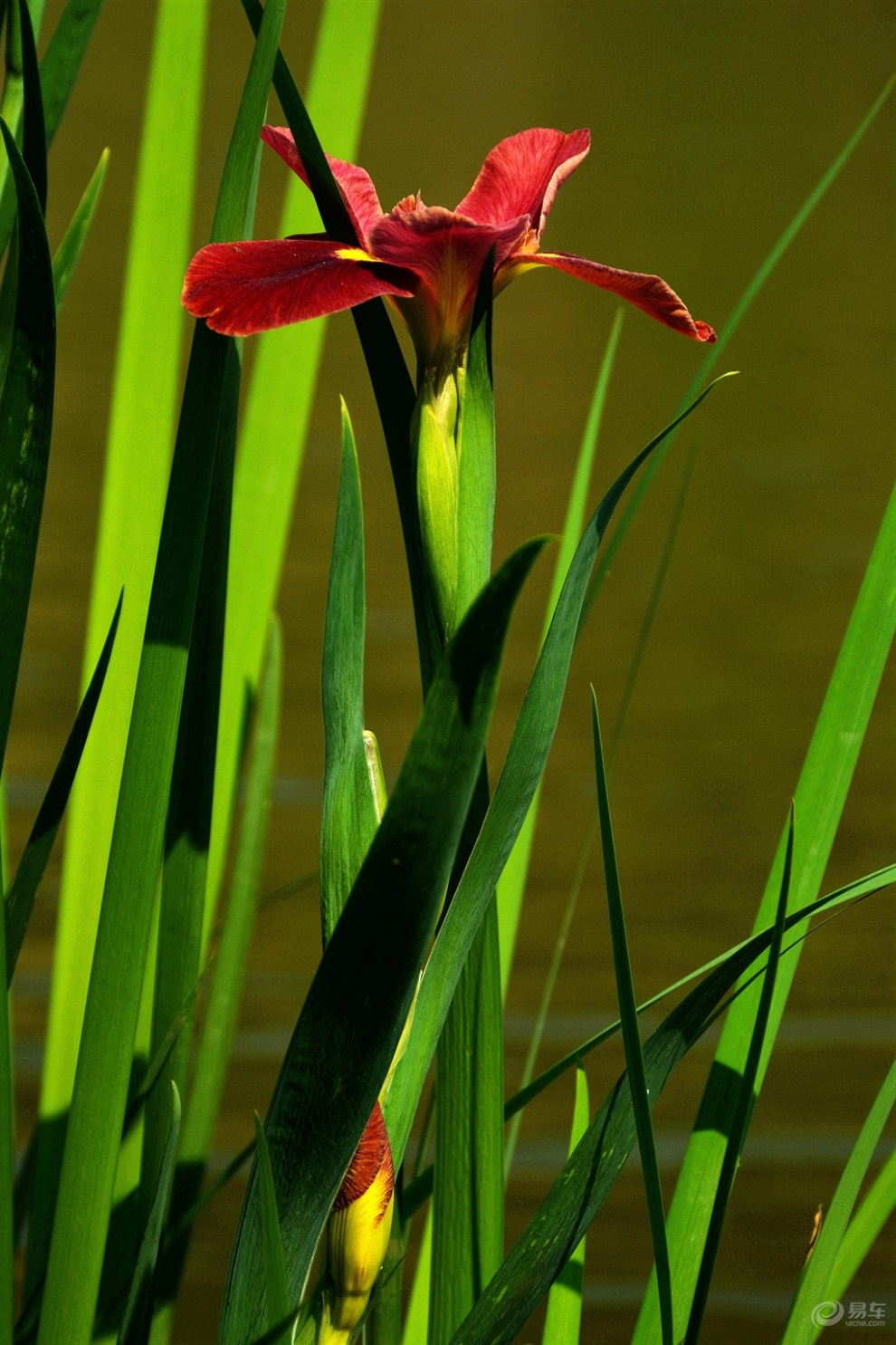 菖蒲花花语(菖蒲花花语和精灵王)