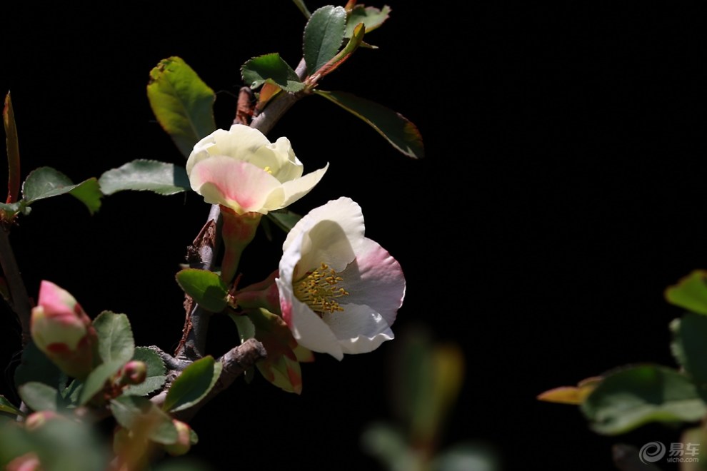 (春之寄语)海棠花(蓝宝石)(多彩)淡淡微红色不深,依依偏得
