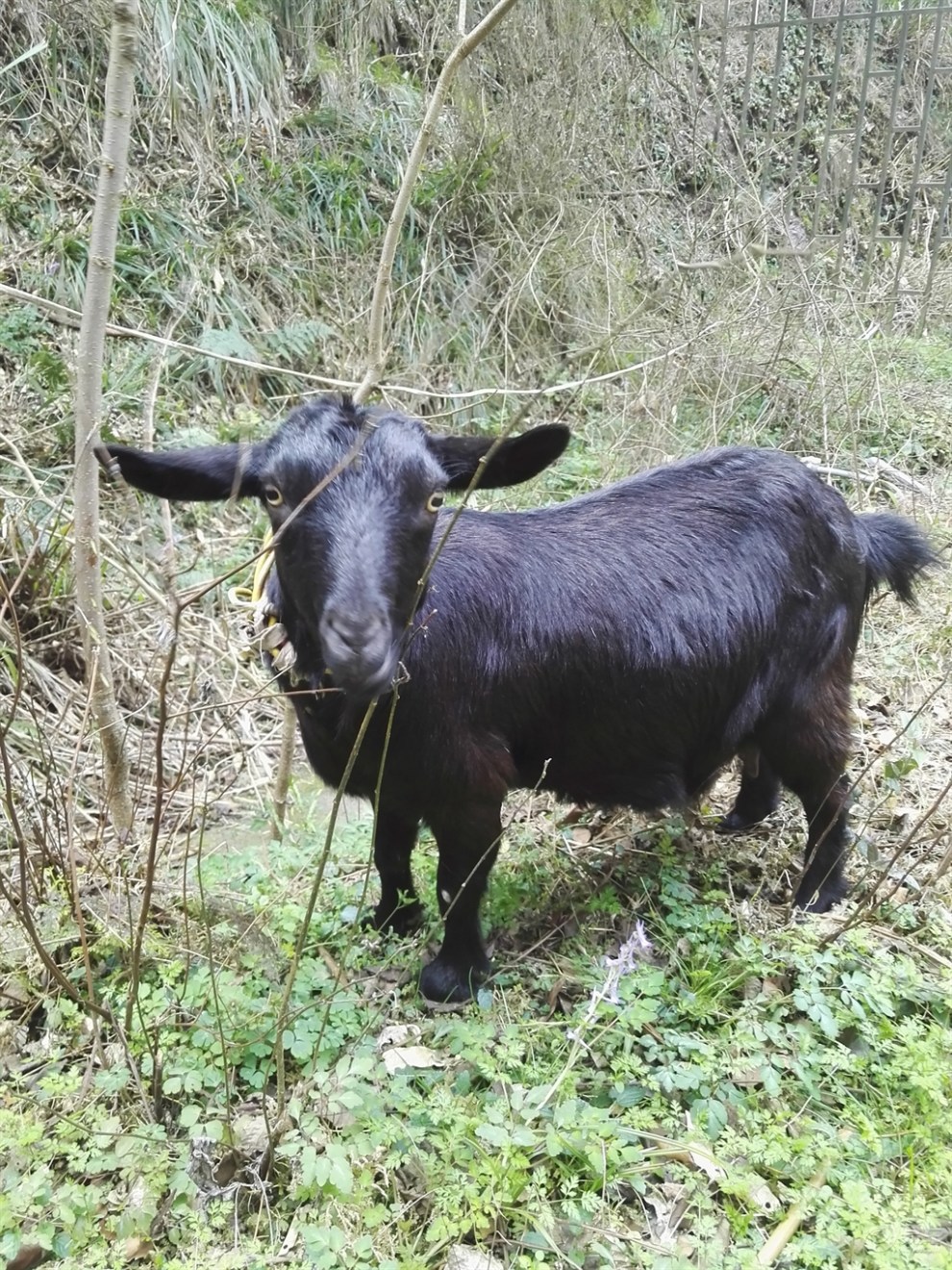 【长沙cs75车友会】372 车友会仙姑岩长寿谷红军营探险上
