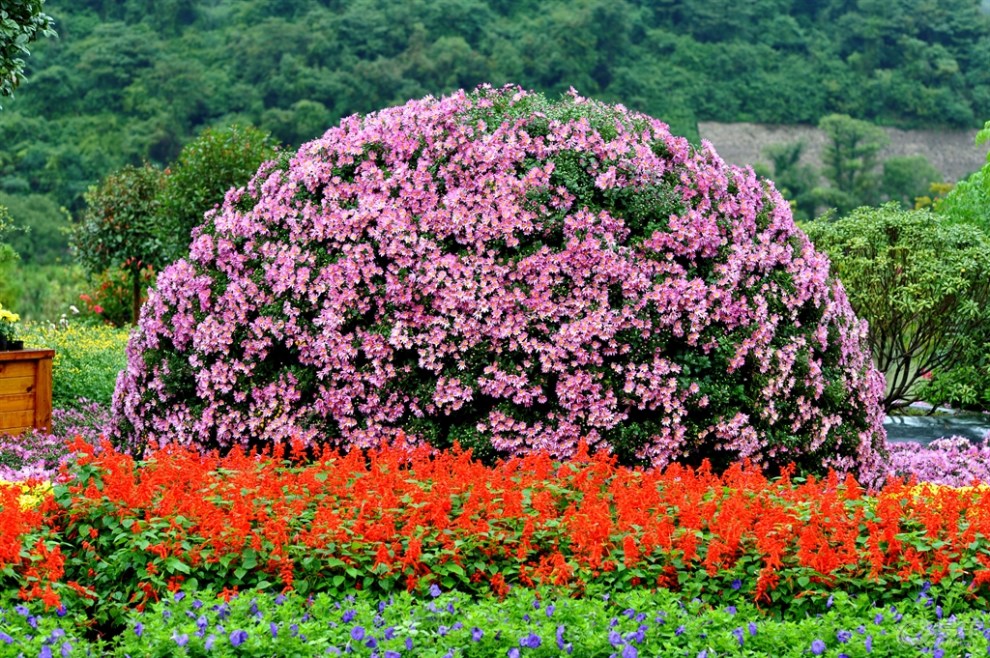 三明市的菊花展