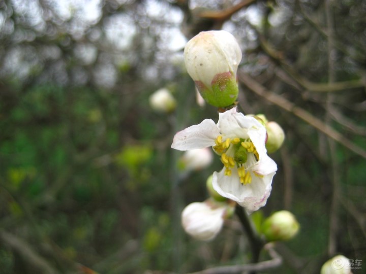 枳花图片,花图片,枳花(第3页)_大山谷图库