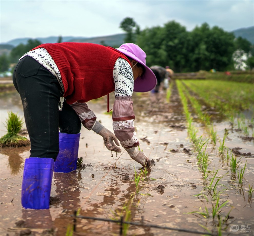 赶栽插!《《 劳动美 》》