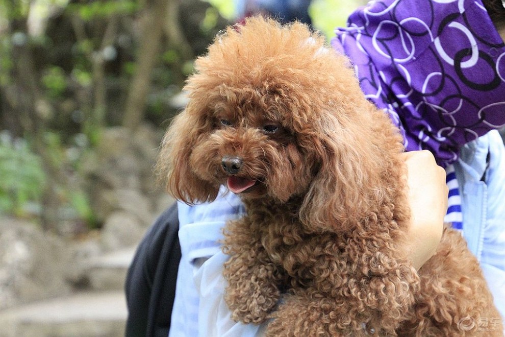 【欢乐萌宠第十一季】被抱着的泰迪犬