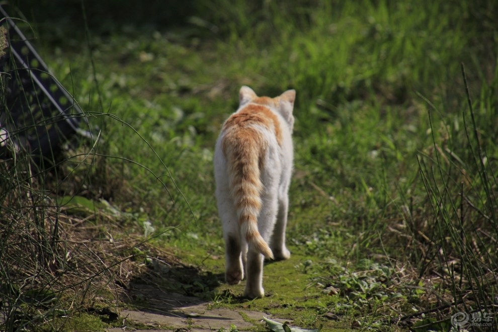 【欢乐萌宠第十一季】走路的猫咪