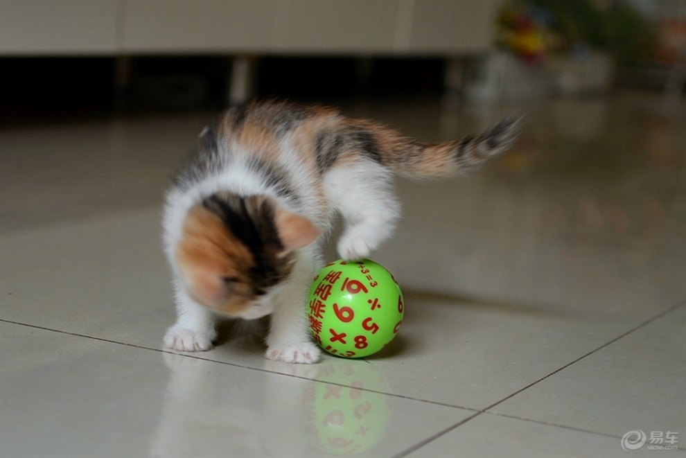 【欢乐萌宠第十一季】玩球的猫咪之一