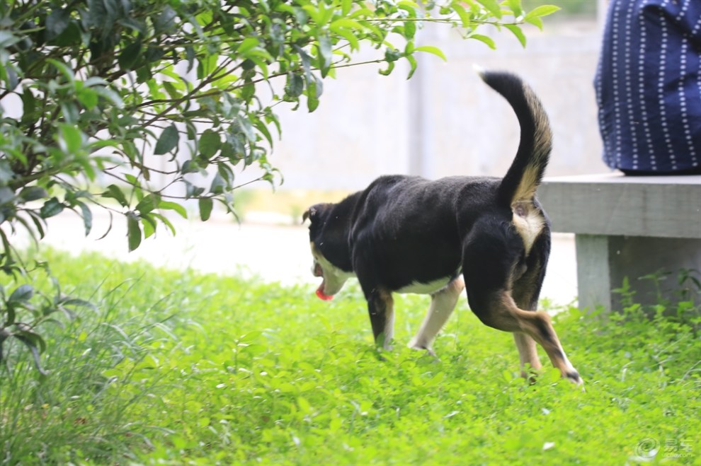 【欢乐萌宠第十一季】夏日里遛弯的"四眼狗"