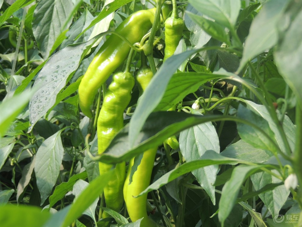 采摘园里摘辣椒