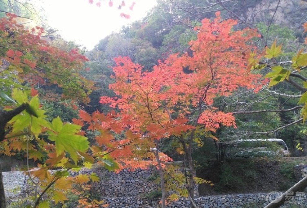 十一去關門山賞紅葉