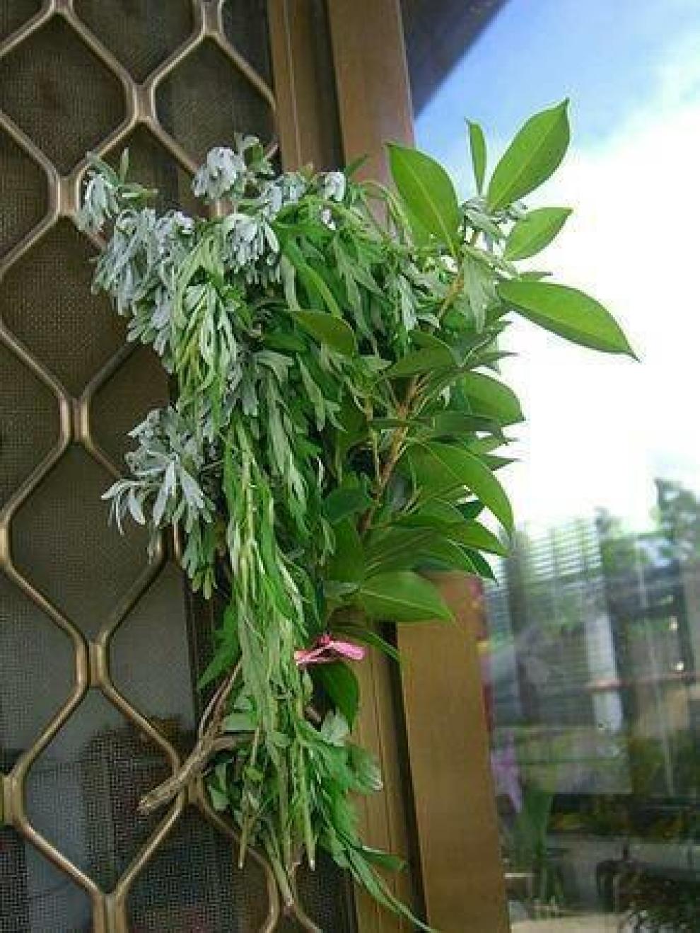 端午一起show# "清明插柳,端午插.