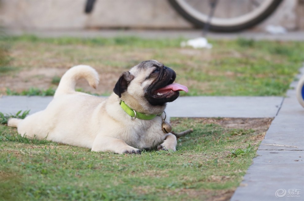 【欢乐萌宠第十一季】乘凉的狗狗