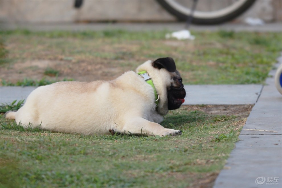 【欢乐萌宠第十一季】乘凉的狗狗