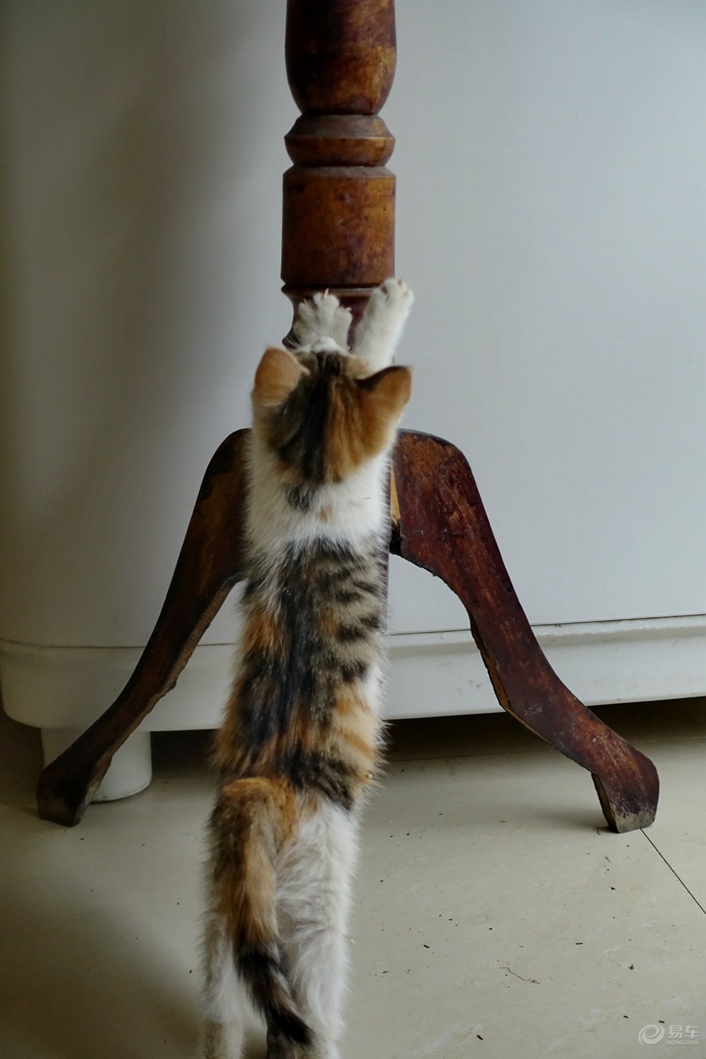 小猫咪的跳跃(一)