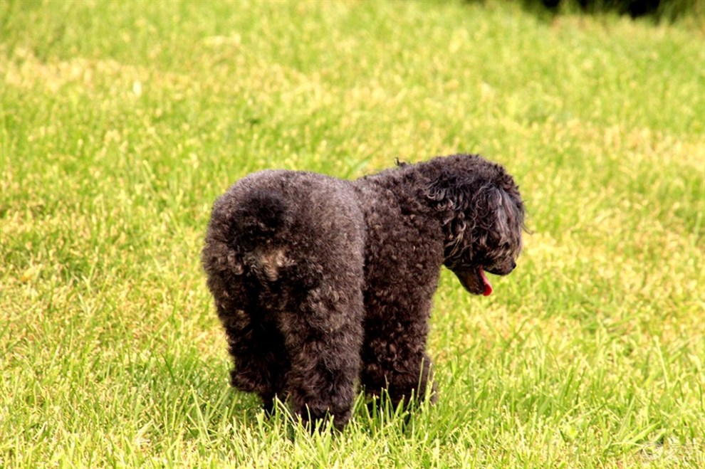 【歡樂萌寵第十一季】漂亮的貴婦犬