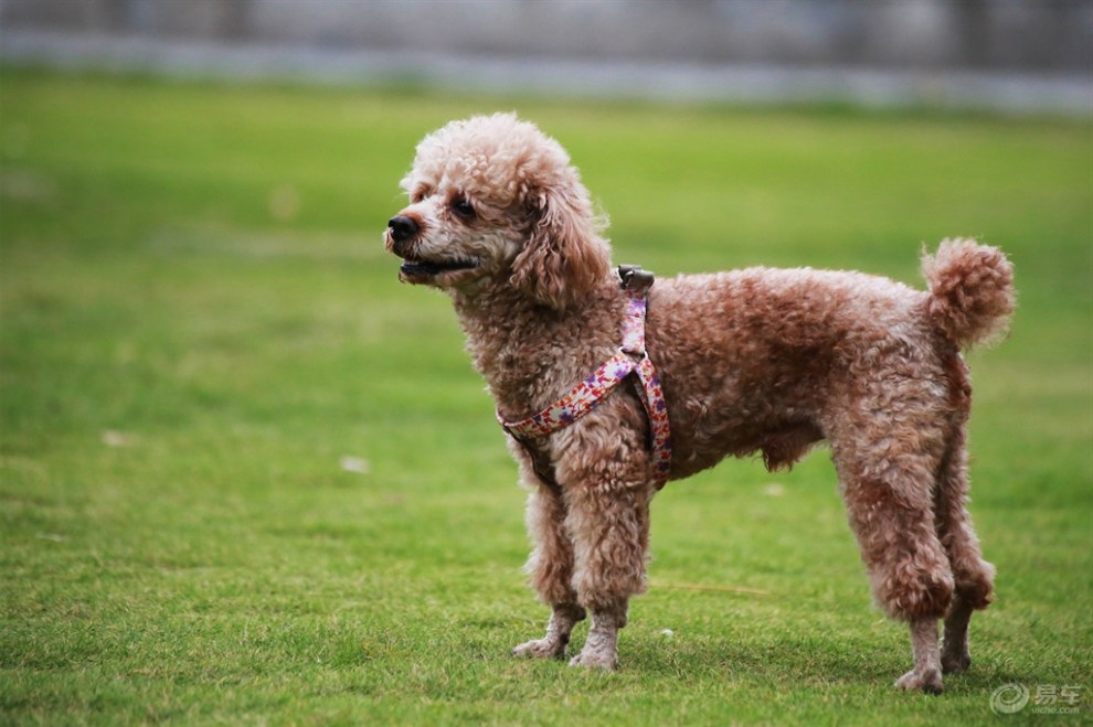 【歡樂萌寵第十一季】草地上的貴婦犬