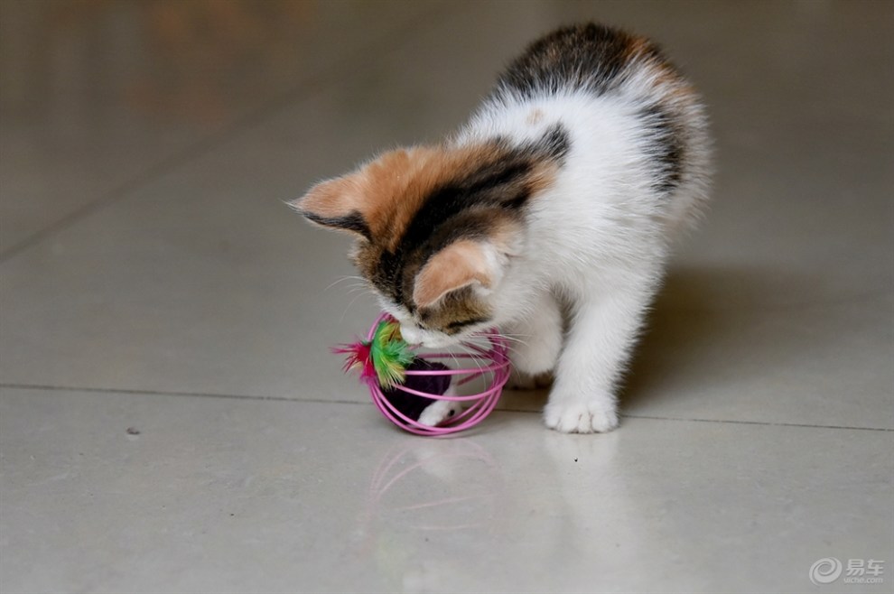 【【欢乐萌宠第十一季】用逗猫球逗猫咪(二)】_宠物当家论坛图片集锦_