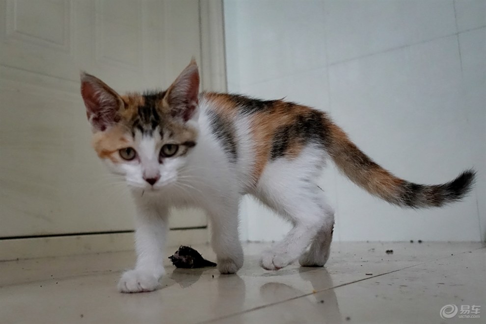 麻猫雀猫,雀猫_大山谷图库