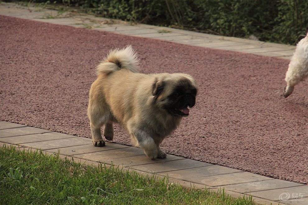 【随拍狗狗】路上的小巴狗