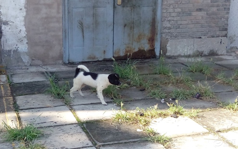 【随拍】中华犬小花狗