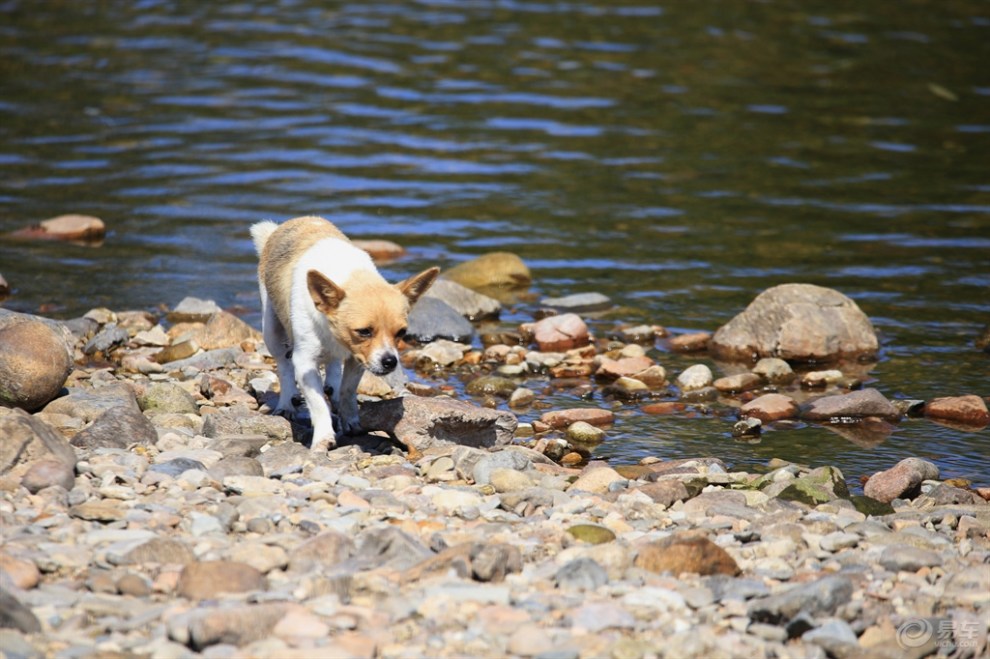 河边的狗狗