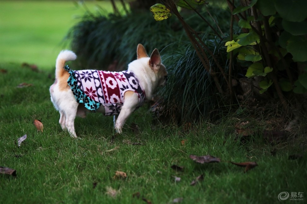 穿花衣的吉娃娃