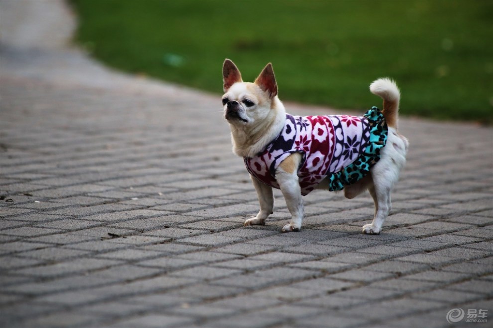 穿花衣的吉娃娃