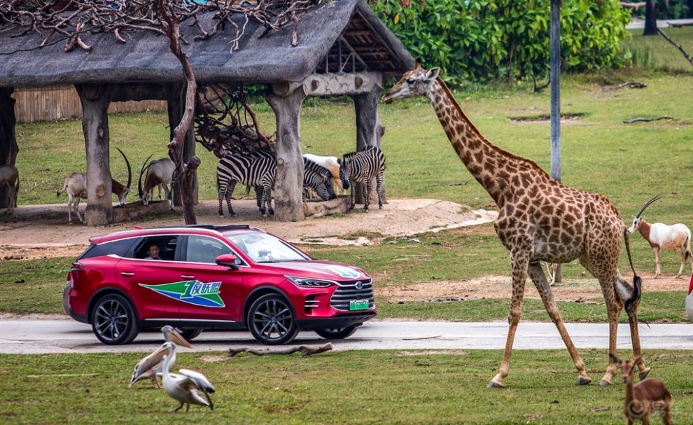 欢聚一唐,自驾游动物园!