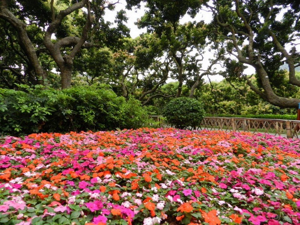 【深圳長安車友會】192網中魚-蛇口荔林公園