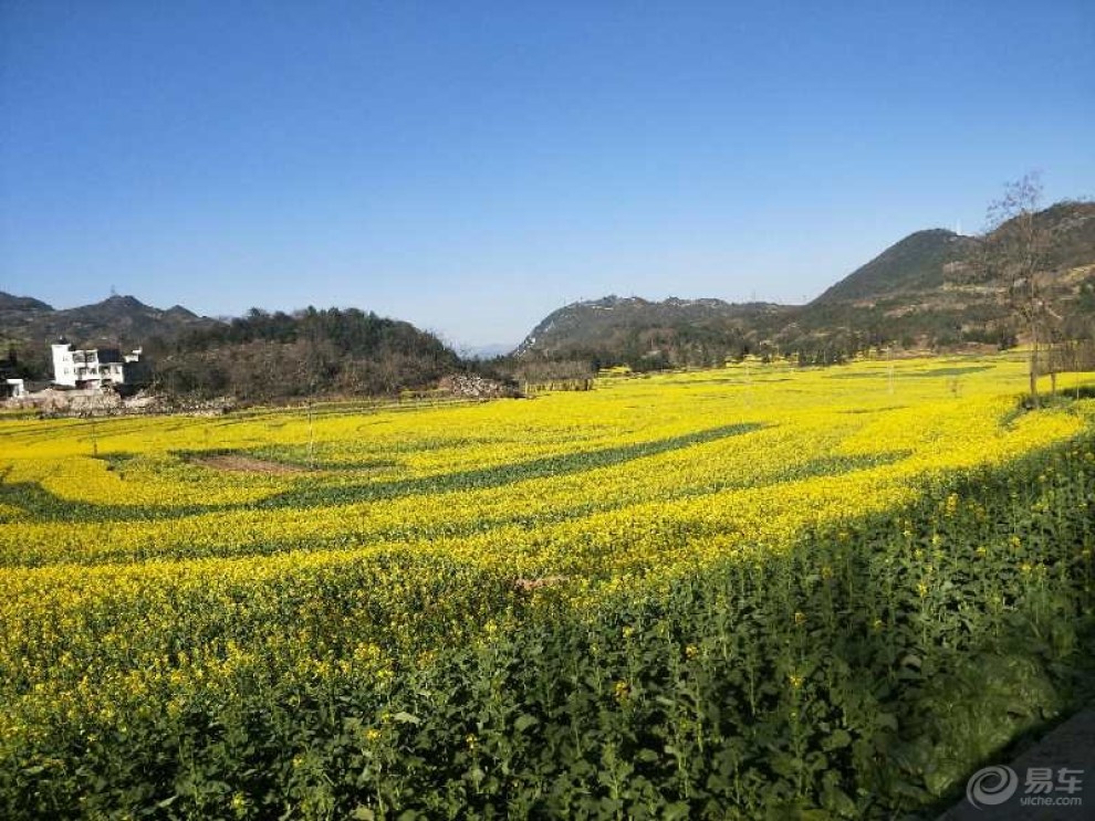 邂逅羅平花海,只為與你相遇——愛花之人甚多!