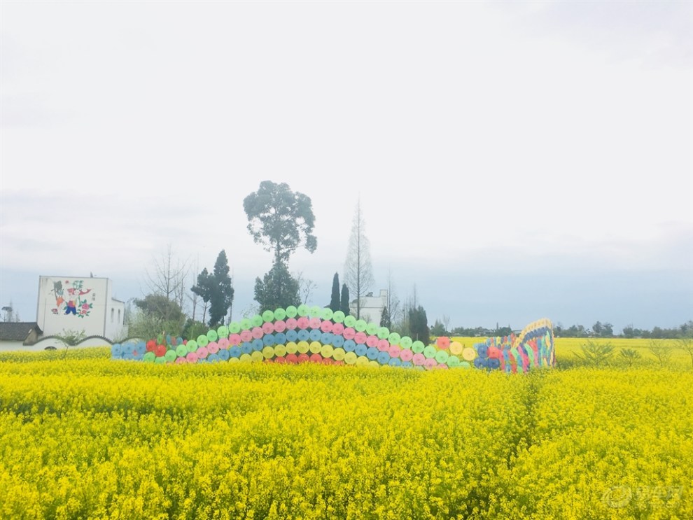 【四川cs35车友会】约锭 风情西高,魅力菜花节