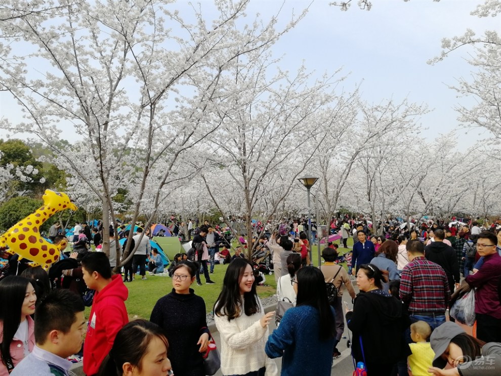 【無錫長安車友會】自駕遊金匱公園 欣賞醉美櫻花