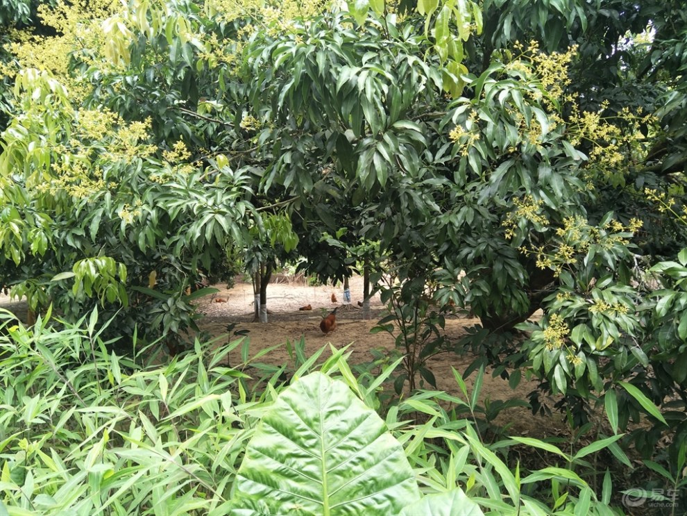 阳春隆海山庄