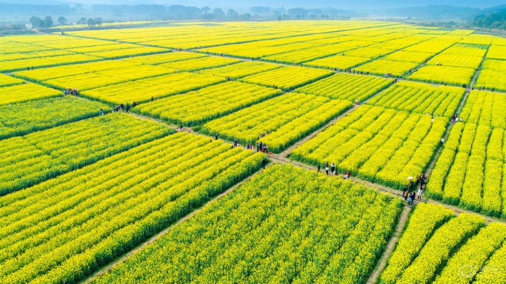 江西吉水:烏江千畝油菜花海醉遊人