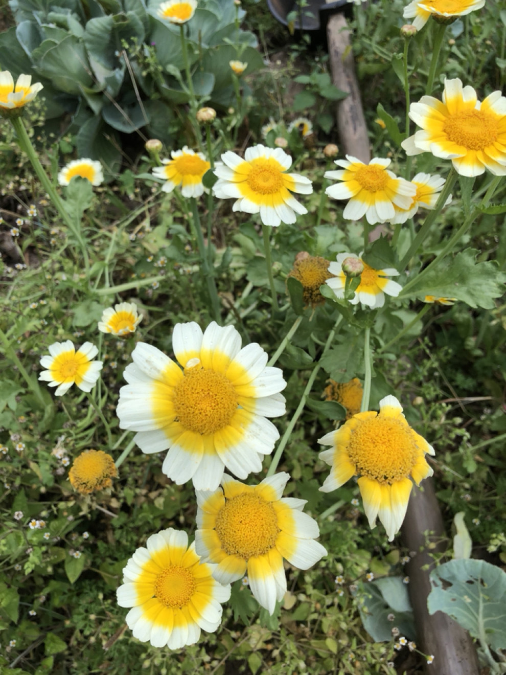 暖春时节,我与帝豪一起踏青