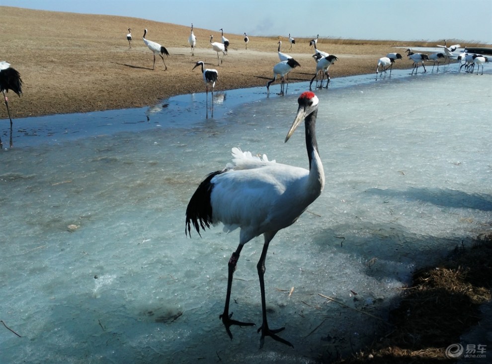 【哈尔滨市冰城cs35车友会】春鹤起舞