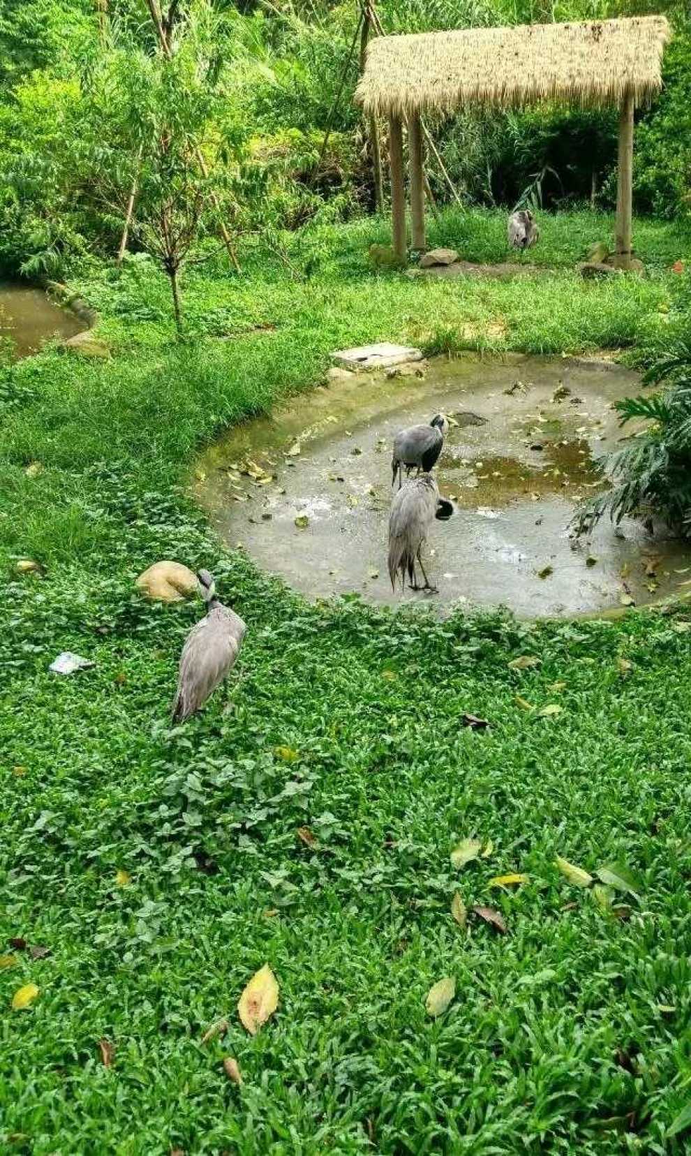 【深圳cs75車友會】258邱成全之遊深圳野生動物園