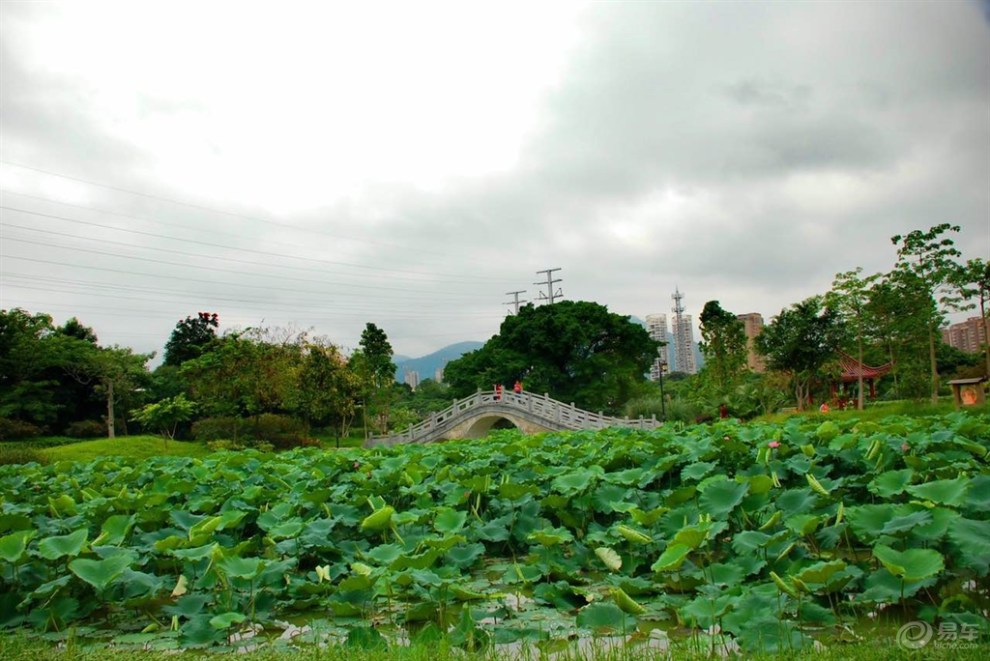 綬溪公園美景之荷花