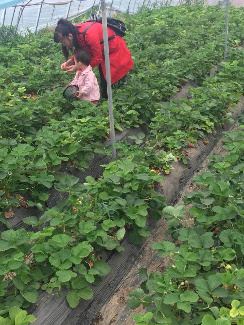 带上我的小欧和车友们一起去采摘草莓了