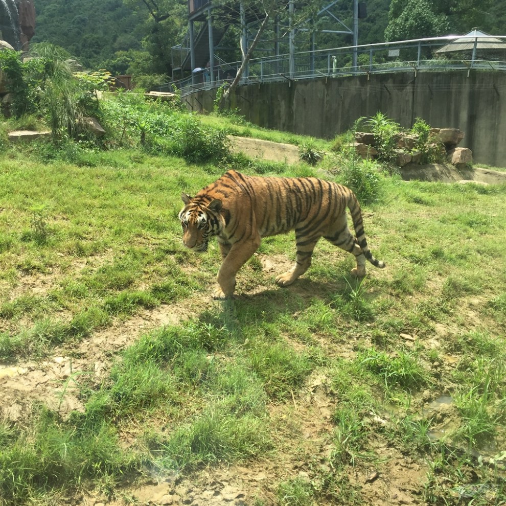 【無錫cs75車友會】無錫動物園遊記