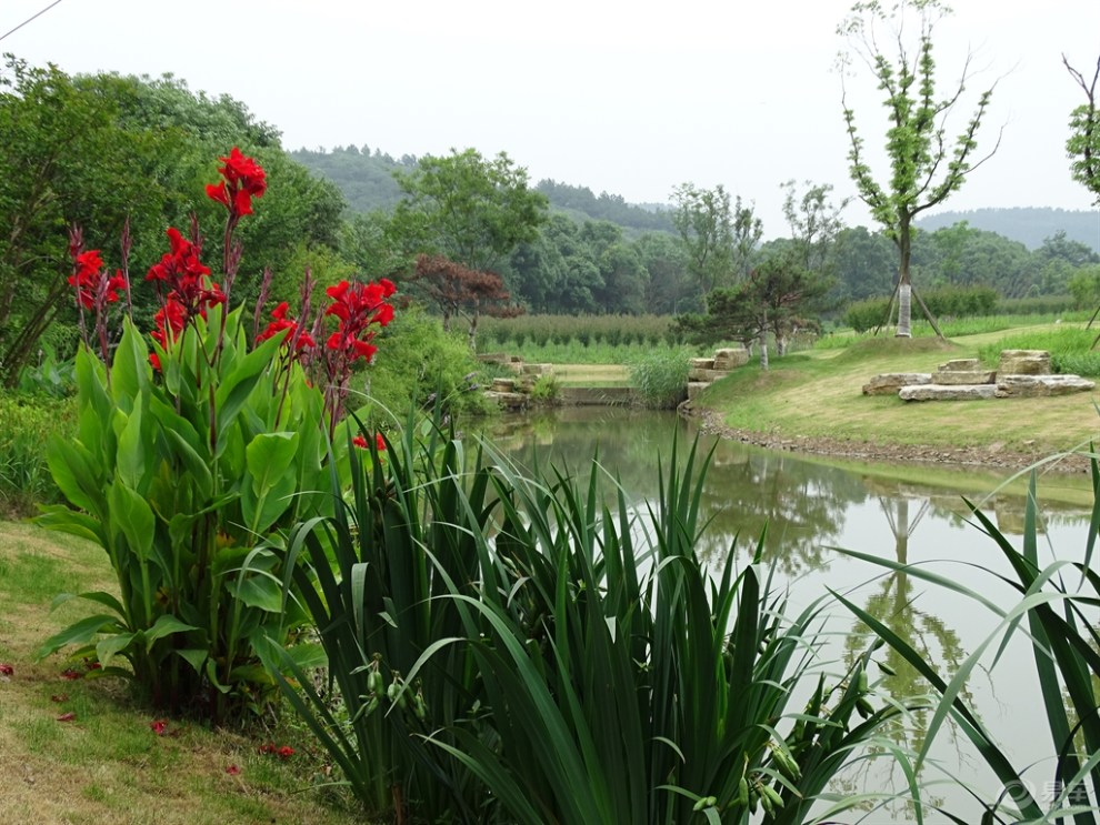 在路上#【无锡长安suv联盟】欣赏太湖湾海棠园的美