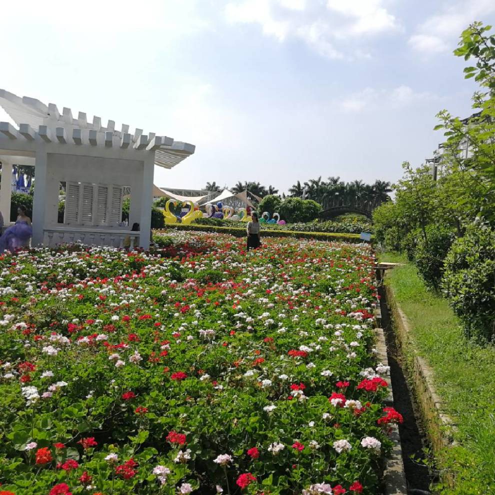 廣州百萬葵園遊記