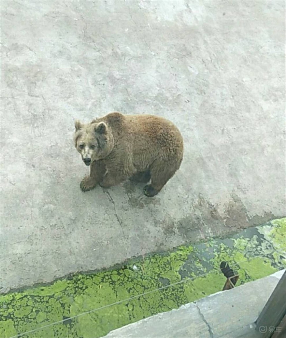 【遼寧長安車友俱樂部】和大白相約本溪動物園