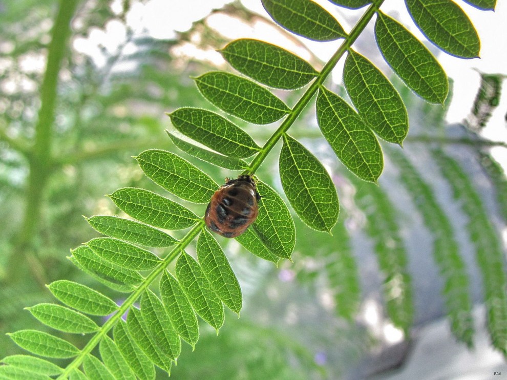 花大姐小时也很丑--随拍的16星瓢虫