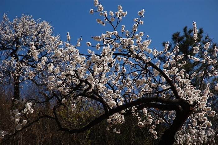 【2011年4月10日週日 十三陵天壽山照片貼】_驢行戶外社區圖片集錦