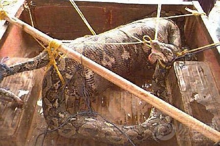 山村巨蟒吞食农妇 村民剖开蛇肚救人