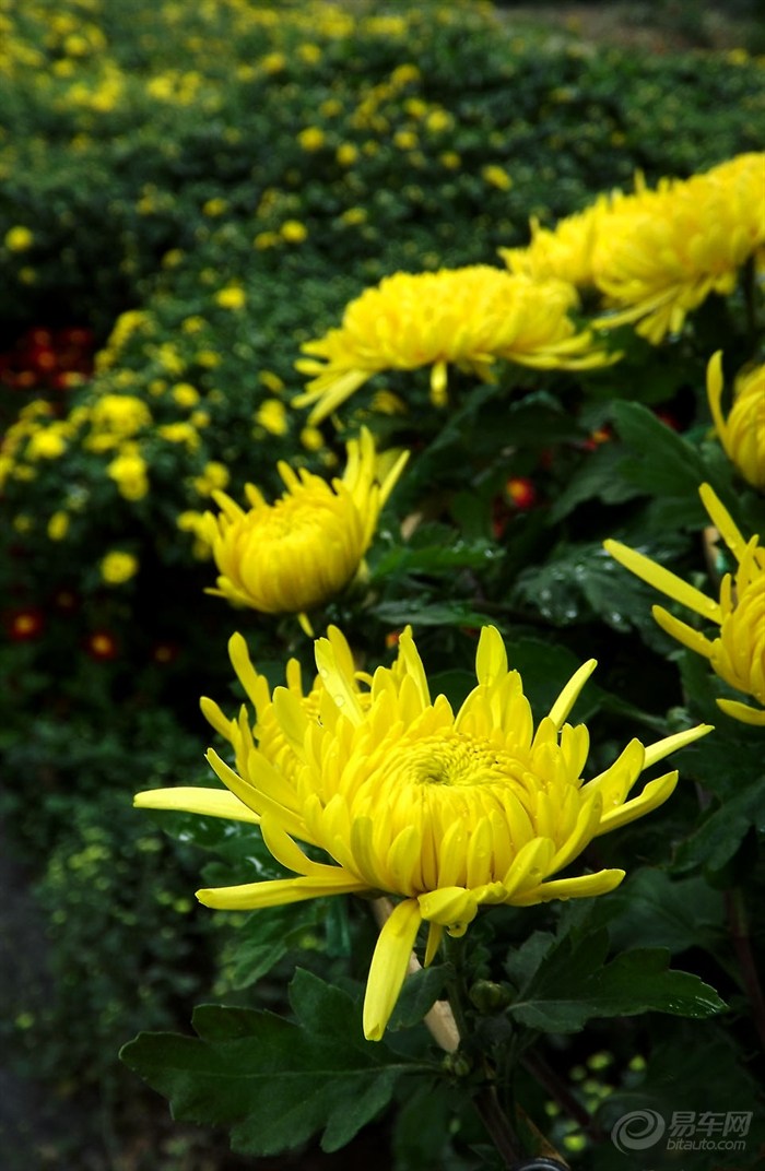 【摄影大赛】秋菊大观诗