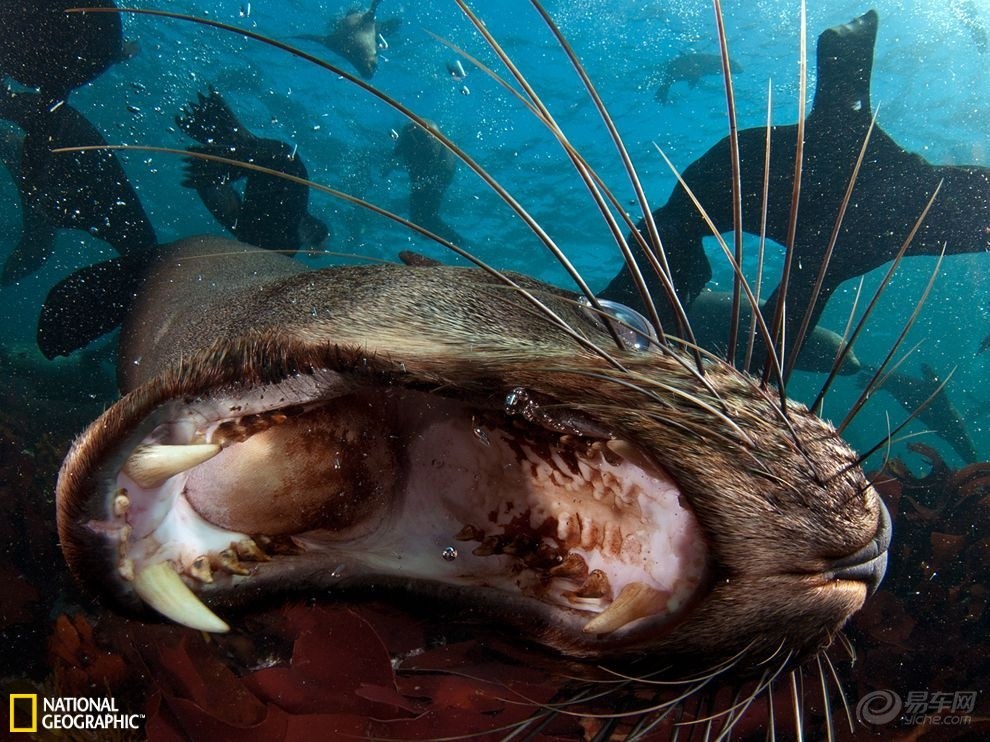 【每日一图】南非海豹露出锋利牙齿