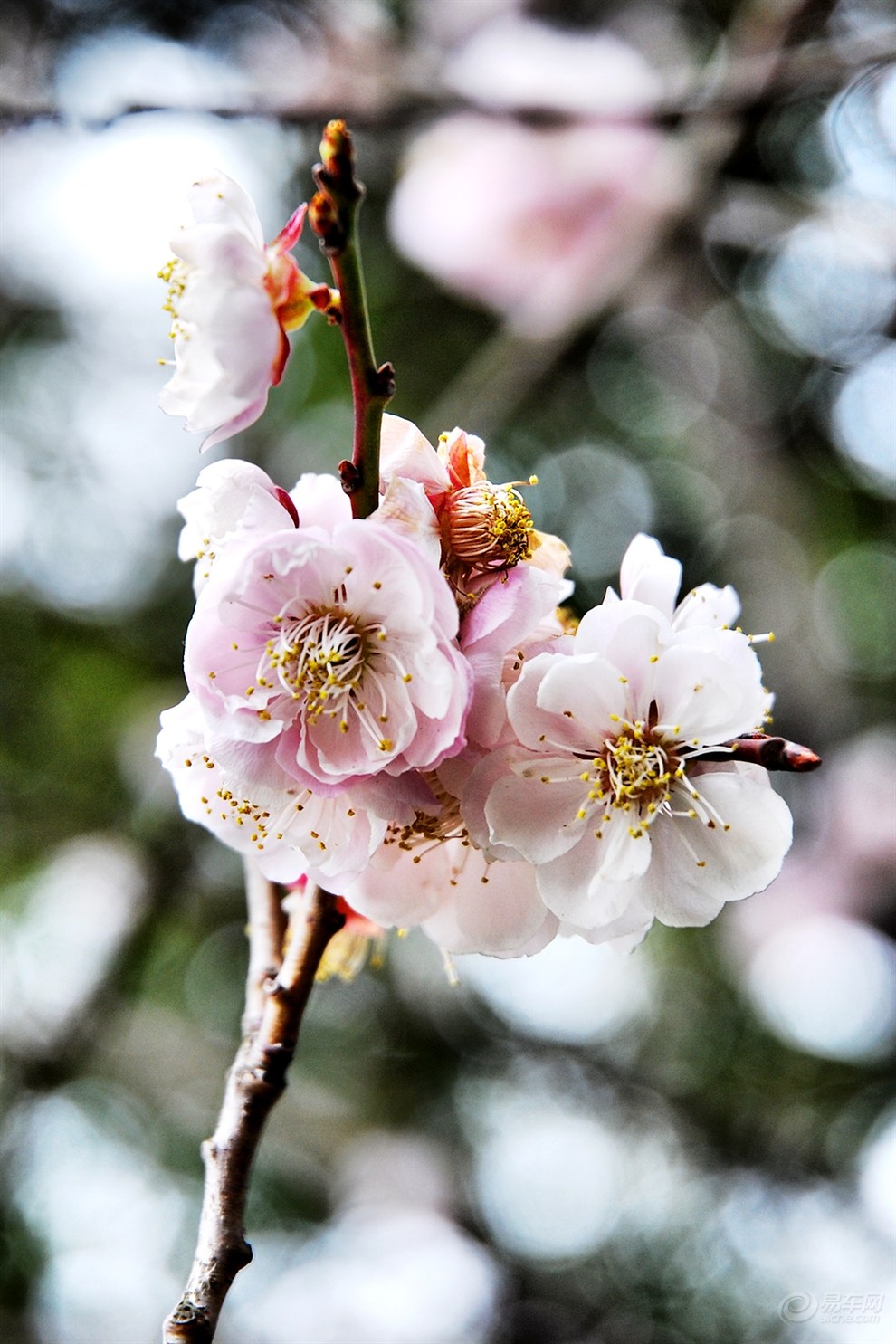 三月梅花盛开 发几张赏梅照片