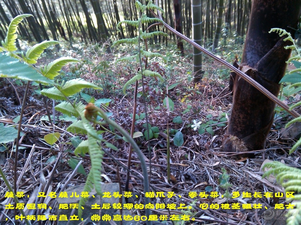 【踏春】自驾户外采摘蕨菜!