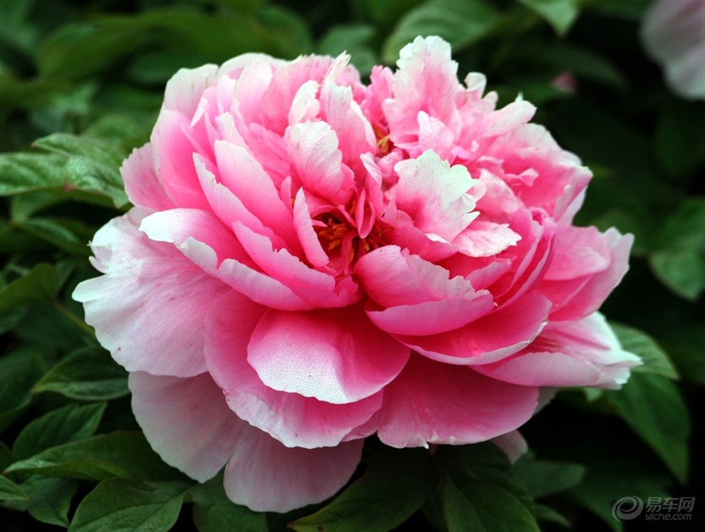 自驾游记 我开小三载女友牡丹花下叙旧情,海量大片各种拍